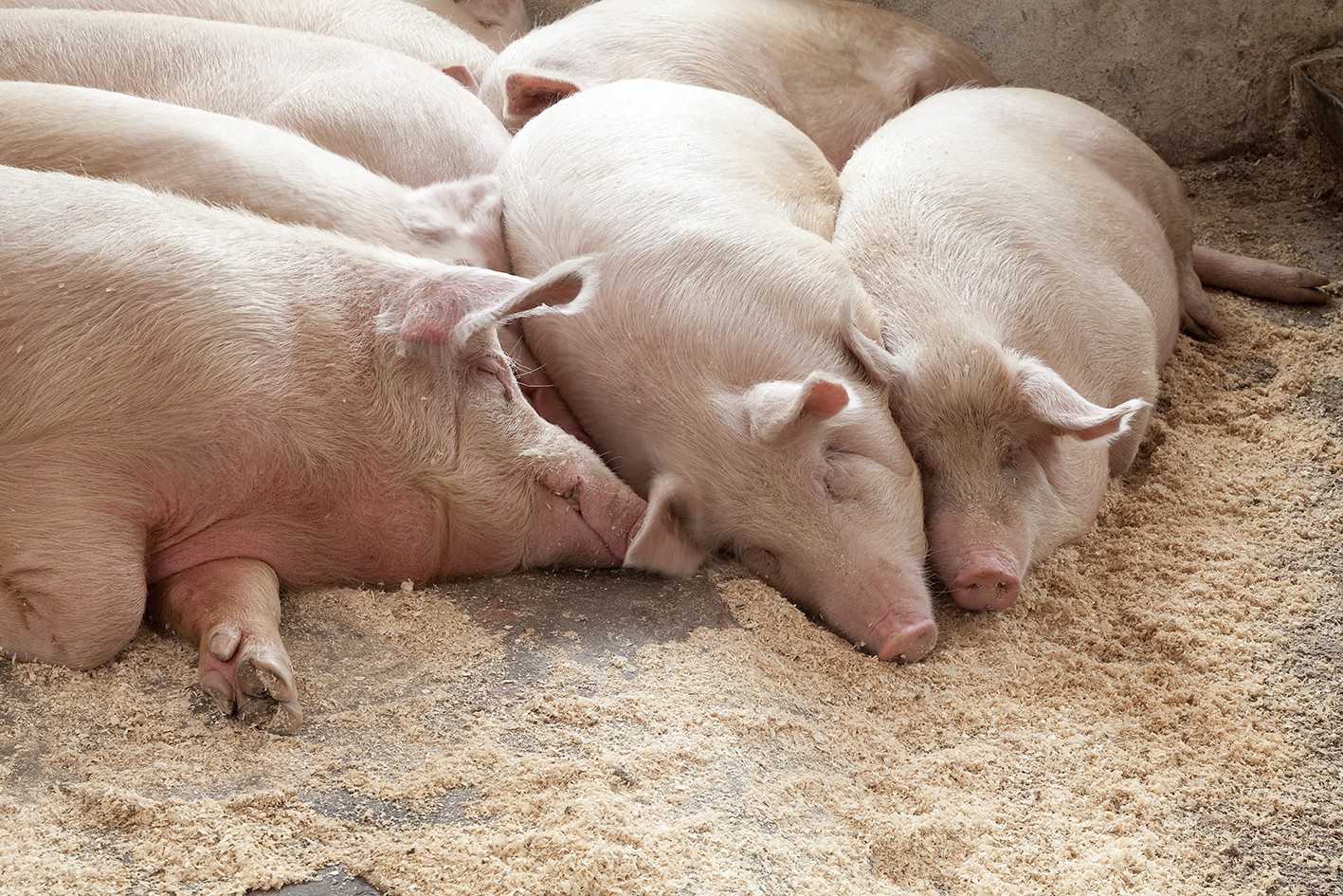 Filière Ressources Responsables Bigard