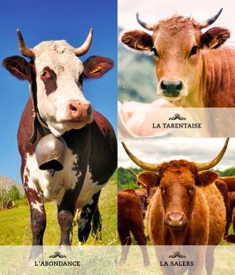 Visuel Race Vache - Abondance, Tarentaise, Salers - Auvergne Rhônes Alpes