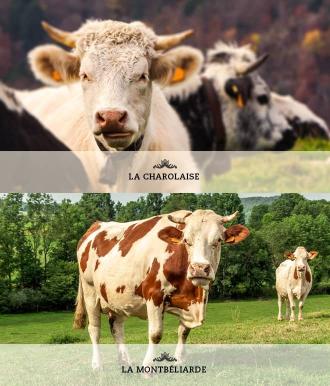 Visuel Race Vache - La Charolaise, La Montbéliarde - Bourgogne Franche Comte