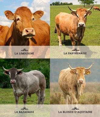 Visuel Race Vache - La Limousine, La Parthenaise, La Bazadaise, La Blonde d'Aquitaine - Nouvelle Aquitaine