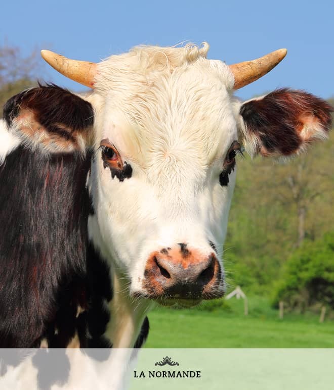 Visuel Race Vache - La Normande - Normandie
