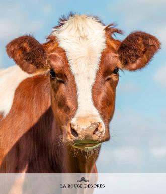 Visuel race vache Rouge des Prés - Pays de la Loire