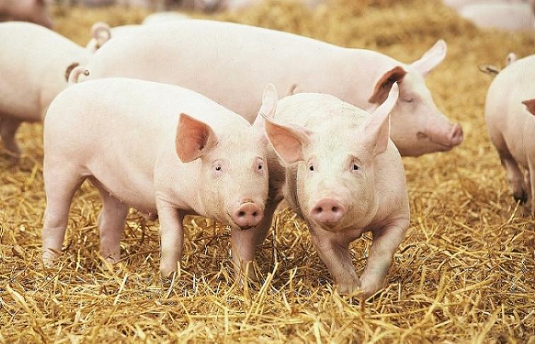 Conseils bientraitance animale et antibiotiques Bigard